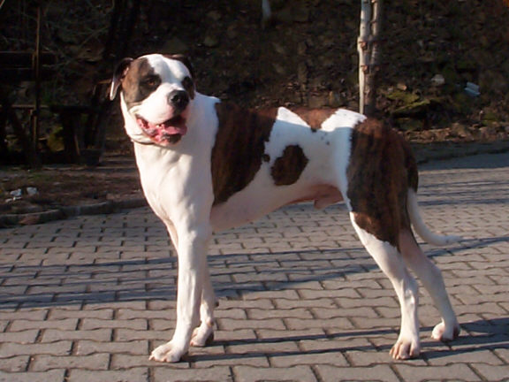 Der American Bulldog