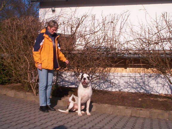 Der American Bulldog
