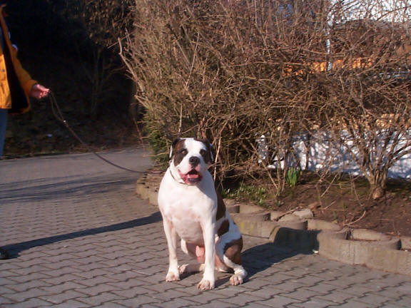 Der American Bulldog