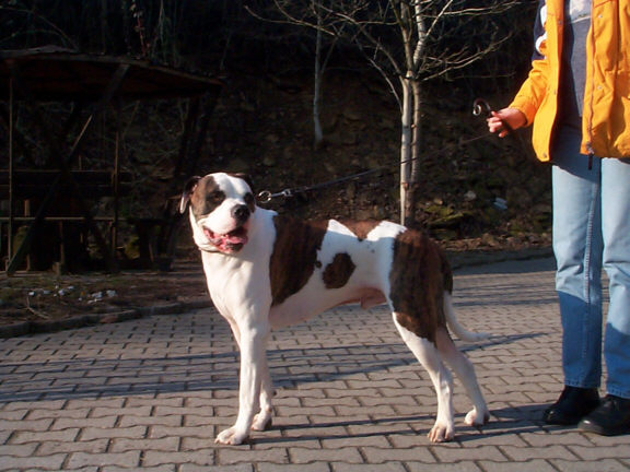 Der American Bulldog