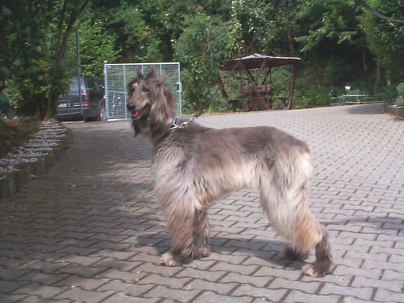 Der Afghane