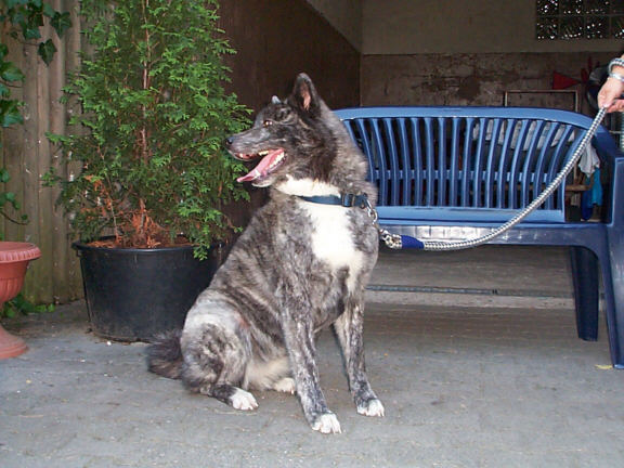 Der Akita Inu