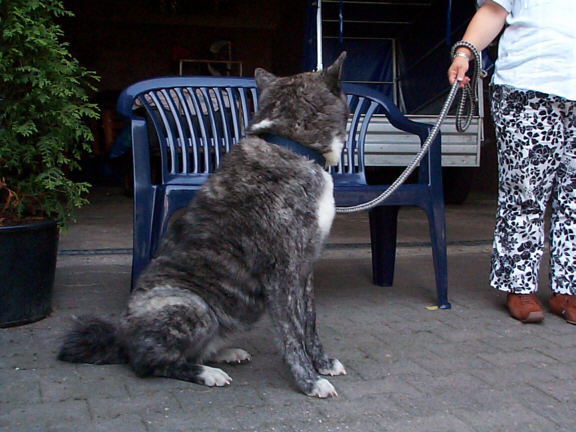 Der Akita Inu