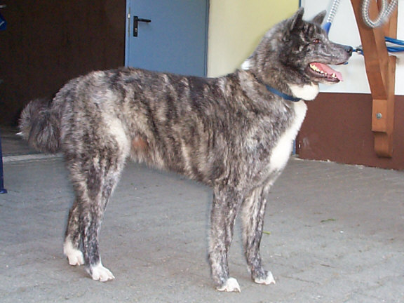 Der Akita Inu