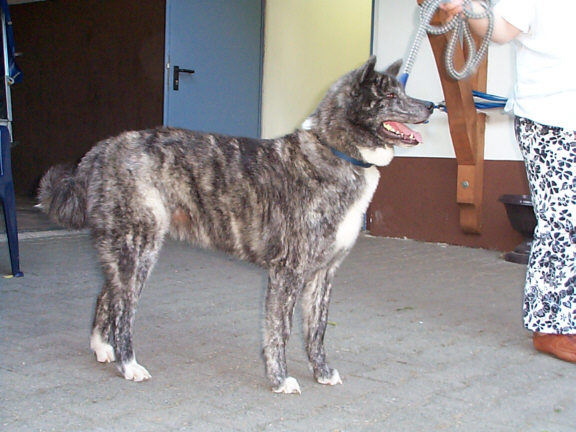 Der Akita Inu