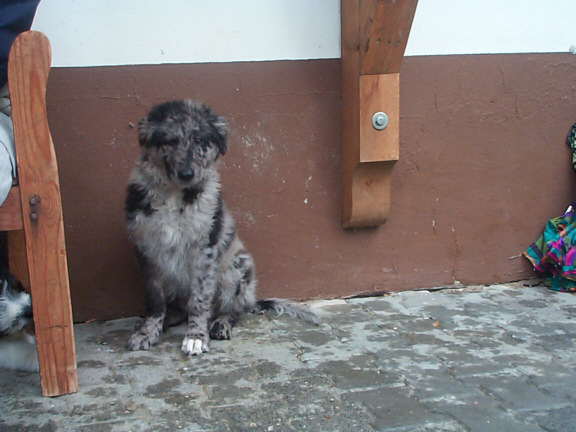 Altdeutscher H&uuml;tehund