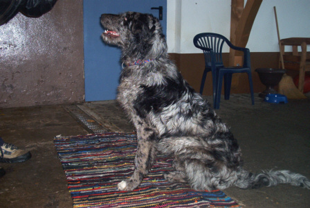 Altdeutscher H&uuml;tehund