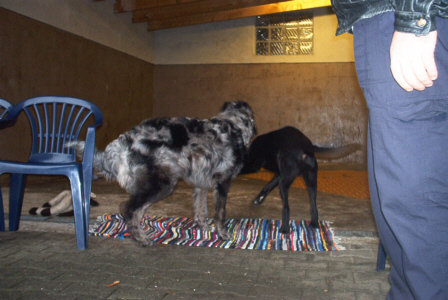 Altdeutscher H&uuml;tehund