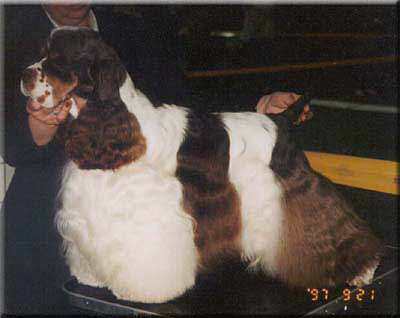 Der American Cocker Spaniel