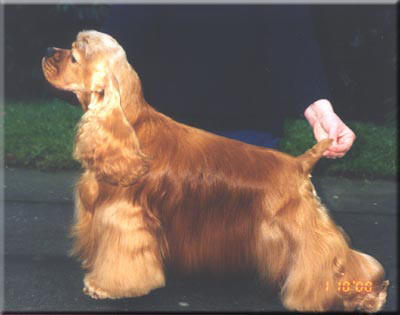 Der American Cocker Spaniel