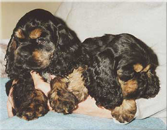 Der American Cocker Spaniel