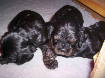 Der American Cocker Spaniel