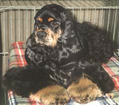 Der American Cocker Spaniel