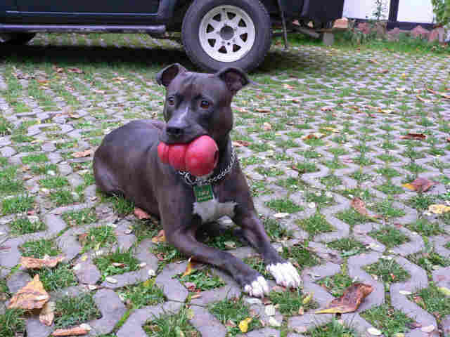Der American Staffordshire Terrier