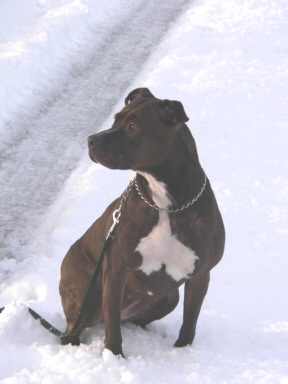 Der American Staffordshire Terrier