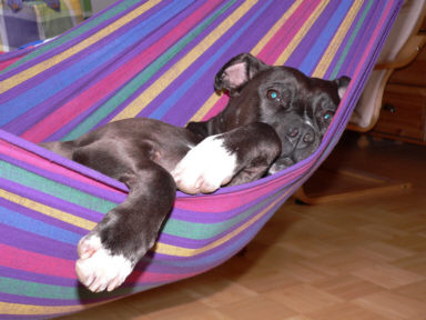 Der American Staffordshire Terrier