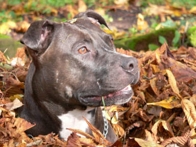 Der American Staffordshire Terrier