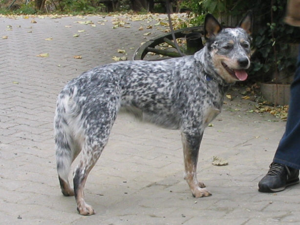 Der Australian Catlle Dog