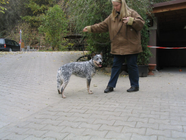 Der Australian Catlle Dog