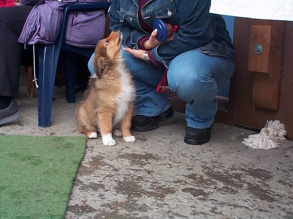 Australian Shepherd