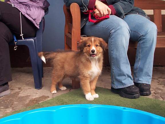 Australian Shepherd