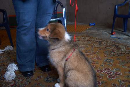 Australian Shepherd