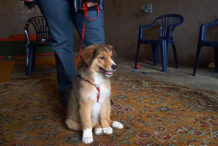 Australian Shepherd