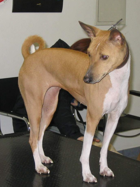Der Basenji