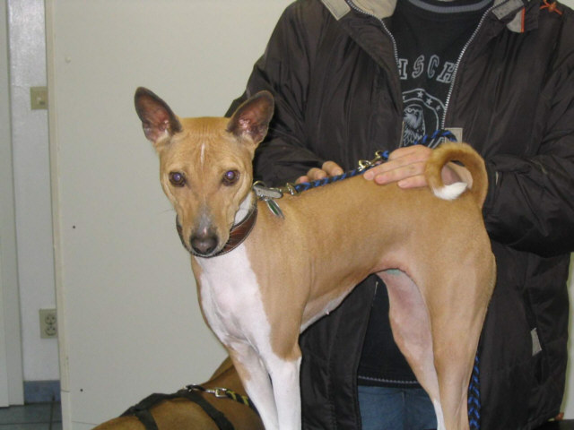 Der Basenji