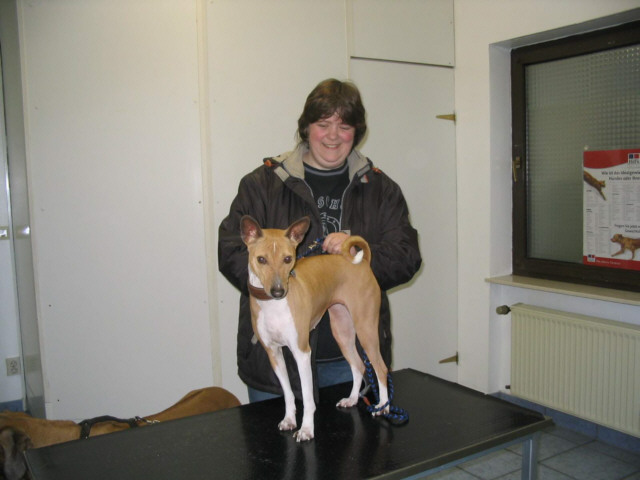 Der Basenji