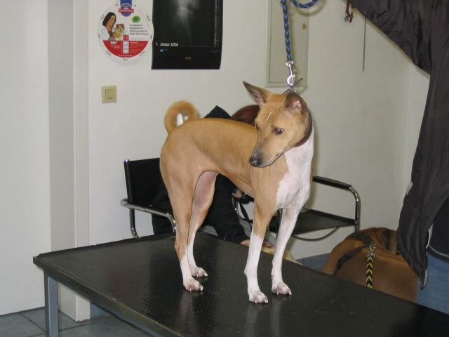 Der Basenji