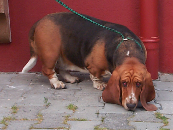 Der Basset Hound