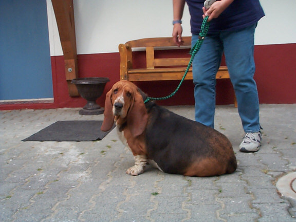 Der Basset Hound