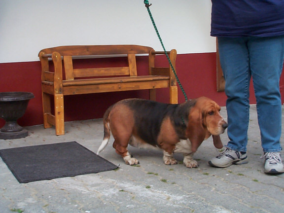 Der Basset Hound