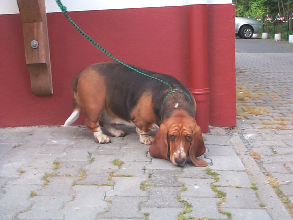 Der Basset Hound