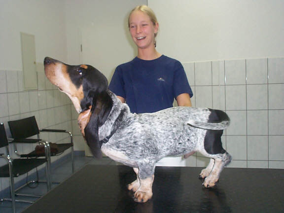 Der Basset Bleu de Gascogne