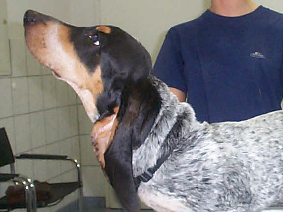 Der Basset Bleu de Gascogne
