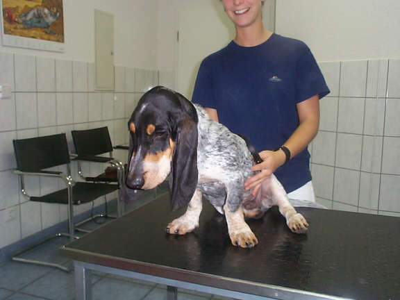 Der Basset Bleu de Gascogne