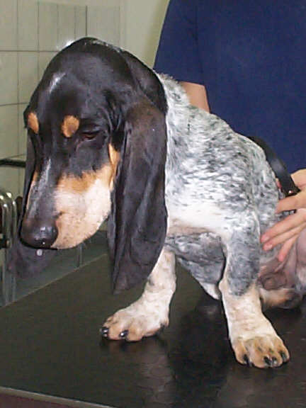 Der Basset Bleu de Gascogne