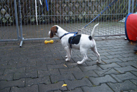 Beagle