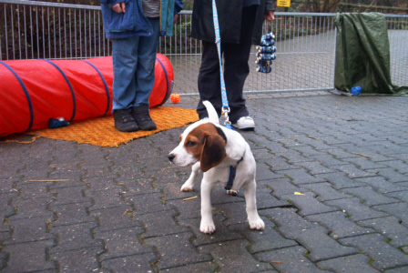 Beagle