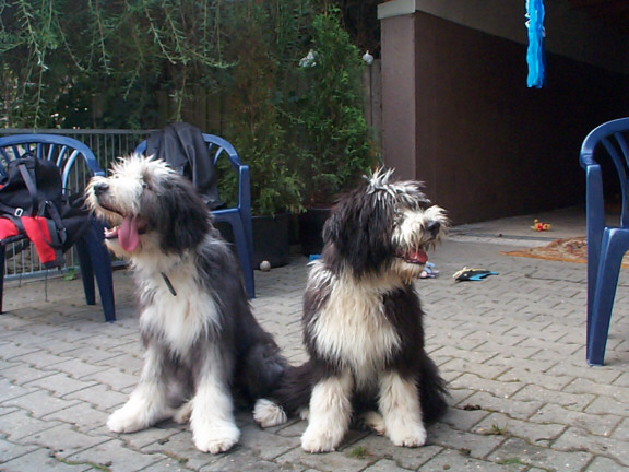 Bearded Collie