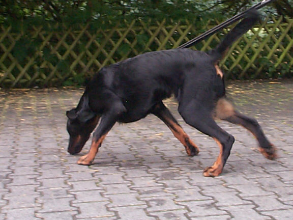 Der Berger de Beauce