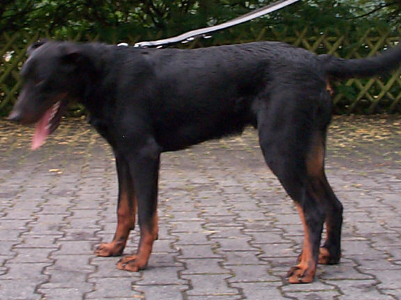 Der Berger de Beauce