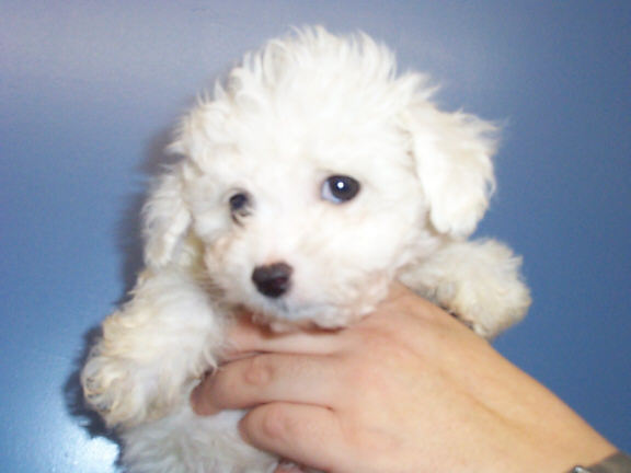 Der Bichon Frise