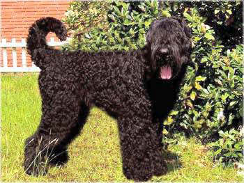 Der Schwarze Terrier