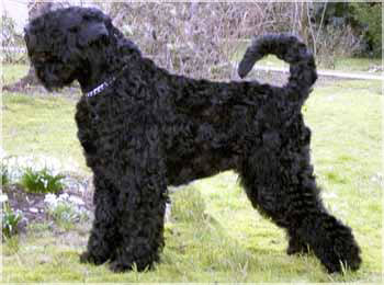 Der Schwarze Terrier