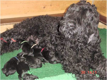 Der Schwarze Terrier