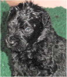 Der Schwarze Terrier