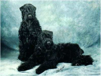 Der Schwarze Terrier